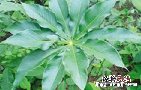 天南星种植栽培技术 天南星种植技术要点