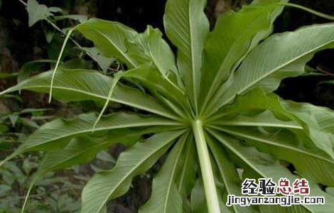 天南星种植栽培技术 天南星种植技术要点