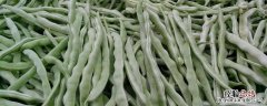 芸豆如何长期保存 芸豆长期保存方法