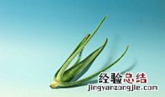 龙爪芦荟的功效与作用 生吃龙爪芦荟的功效与作用