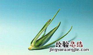 龙爪芦荟的功效与作用 生吃龙爪芦荟的功效与作用