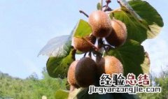 猕猴桃一年四季都有吗 猕猴桃介绍