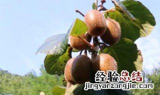 猕猴桃一年四季都有吗 猕猴桃介绍
