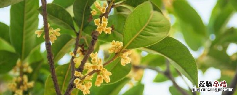 桂花树什么时候适合移栽 桂花树什么时候移栽好