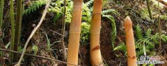 室内天麻种植技术有哪些要求 室内天麻种植技术有哪些