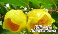 金花茶的功效与作用及食用方法及禁忌 金花茶的功效与作用及食用方法