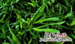 面条菜不能和什么一起吃 面条菜不能和什么东西一起吃