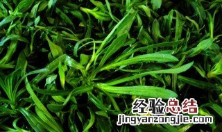 面条菜不能和什么一起吃 面条菜不能和什么东西一起吃