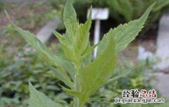 败酱草的种植技术 败酱草的种植技术与管理