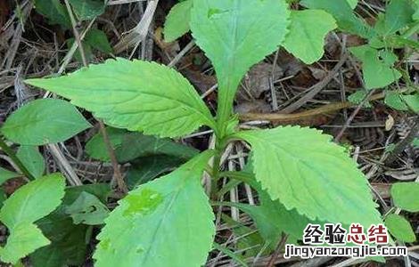败酱草的种植技术 败酱草的种植技术与管理