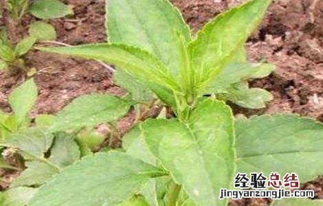 败酱草的种植技术 败酱草的种植技术与管理