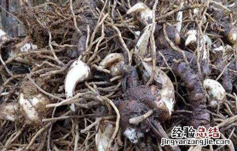 重楼育种方法 重楼种子繁殖技术