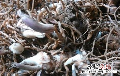 重楼育种方法 重楼种子繁殖技术