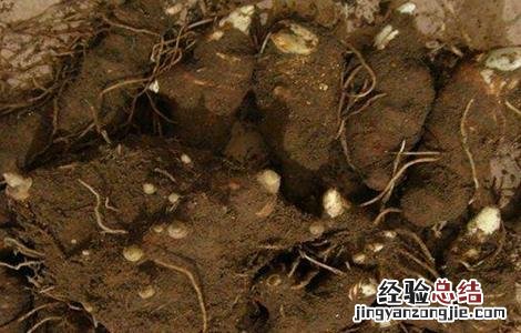 重楼育种方法 重楼种子繁殖技术