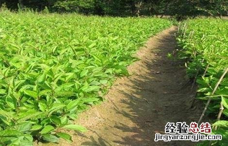 怎样提高五味子苗成活率呢 怎样提高五味子苗成活率