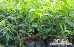 怎样提高五味子苗成活率呢 怎样提高五味子苗成活率
