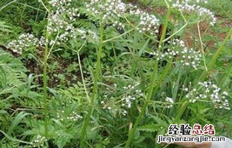 艾纳香种植技术 艾纳香种植技术与加工