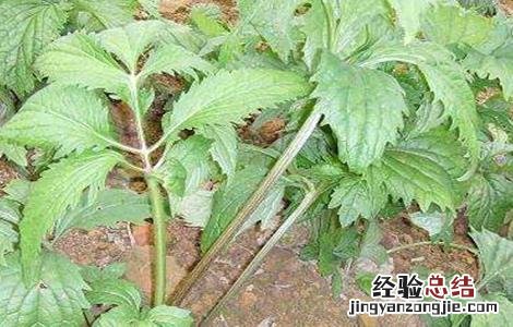 艾纳香种植技术 艾纳香种植技术与加工