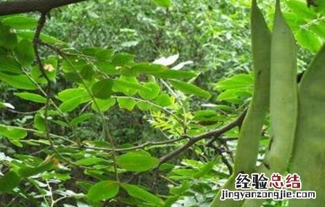 皂角种子怎么种植视频 皂角种子怎么种植