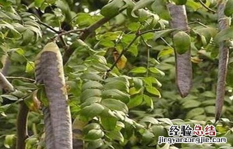 皂角种子怎么种植视频 皂角种子怎么种植