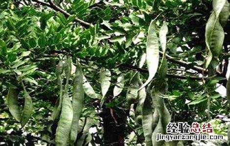 皂角种子怎么种植视频 皂角种子怎么种植