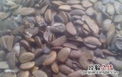 皂角种子怎么种植视频 皂角种子怎么种植