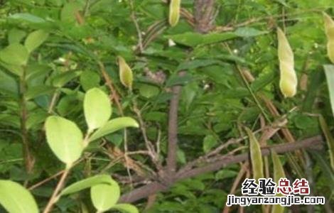 皂角种子怎么种植视频 皂角种子怎么种植