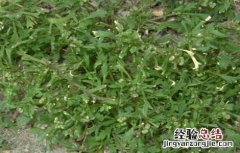 鹅不食草的种植技术和管理 鹅不食草的种植技术