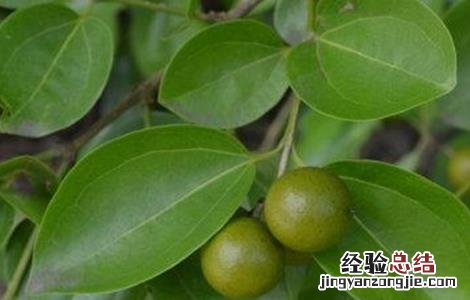 马钱子种植方法 马钱子种植方法图解