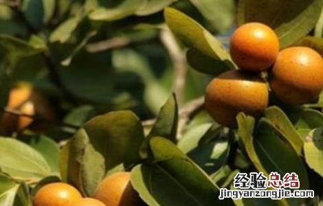马钱子种植方法 马钱子种植方法图解