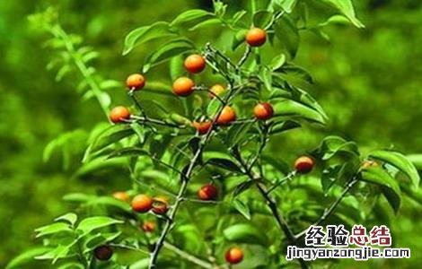 马钱子种植方法 马钱子种植方法图解