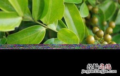 马钱子种植方法 马钱子种植方法图解