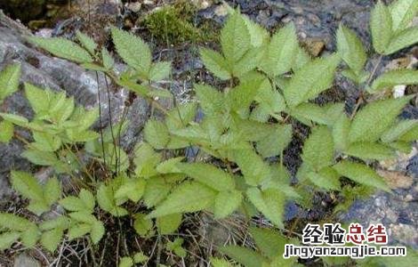 升麻的种植技术与管理 升麻的种植技术
