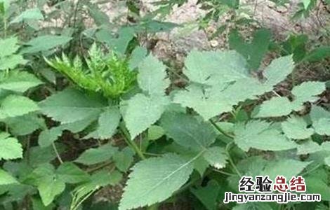 升麻的种植技术与管理 升麻的种植技术