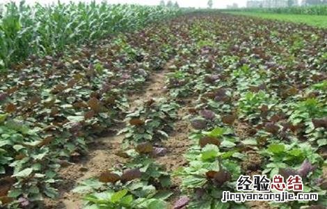 升麻的种植技术与管理 升麻的种植技术