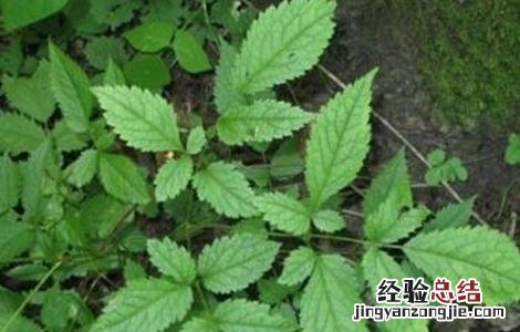 升麻的种植技术与管理 升麻的种植技术