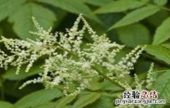 升麻的种植技术与管理 升麻的种植技术