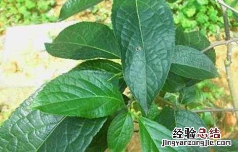 杜仲的种植条件和方法 杜仲的种植条件