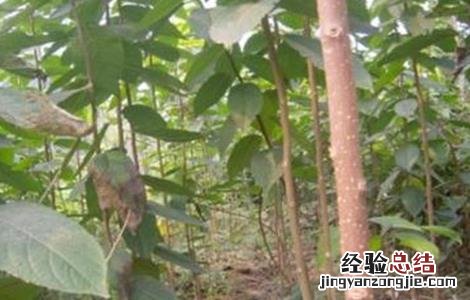 杜仲的种植条件和方法 杜仲的种植条件