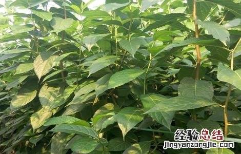 杜仲的种植条件和方法 杜仲的种植条件