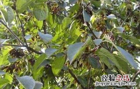 杜仲的种植条件和方法 杜仲的种植条件