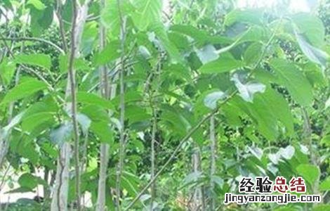 杜仲的种植条件和方法 杜仲的种植条件