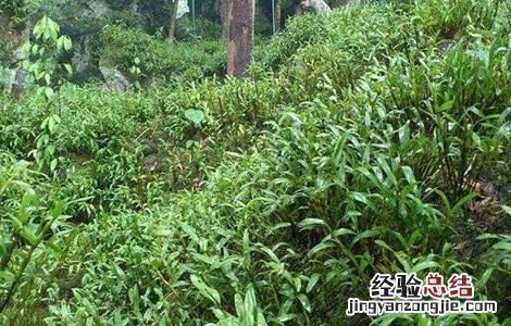 金钗石斛的种植方法和养护技术 金钗石斛的种植方法