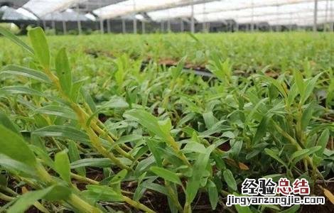 金钗石斛的种植方法和养护技术 金钗石斛的种植方法