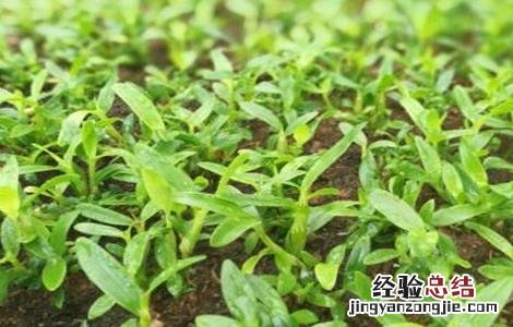 金钗石斛的种植方法和养护技术 金钗石斛的种植方法