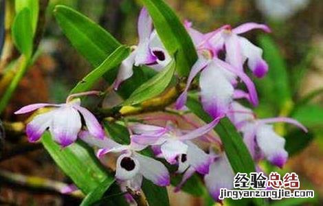 金钗石斛的种植方法和养护技术 金钗石斛的种植方法