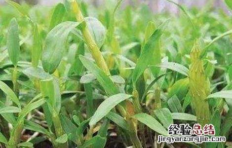 金钗石斛的种植方法和养护技术 金钗石斛的种植方法