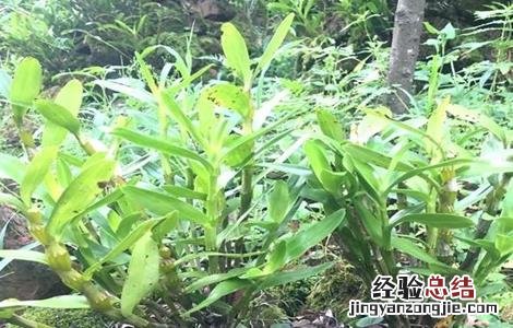 金钗石斛的种植方法和养护技术 金钗石斛的种植方法