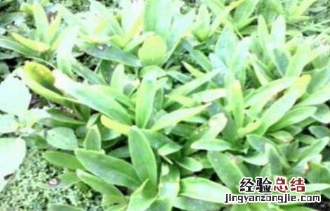 秦艽怎么种 秦艽怎么种植
