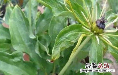 秦艽怎么种 秦艽怎么种植